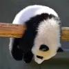 eric_hoft - @86171887 - TikTok