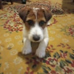 eric~🐶 - @eric._house - Instagram