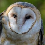 Eric Hoyt - @sharpbirdphotography - Instagram
