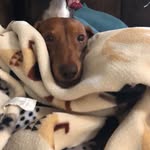 Eric And Holly Hultgren - @hultgrenshappytails - Instagram