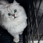 明治 かずえ - @eric.hutchful.3 - Instagram