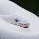 Eric Isaacson - @dragonsnakeman - Instagram