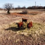 Eric Keeler - @red_angus_guy - Instagram