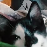 basically cats - @e.r.i.c.k.e.e.l.e.y - Instagram