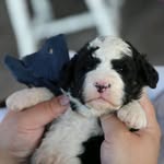 Eric doodle kennel - @bernedoodleforadoption69 - Instagram