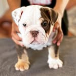 Eric Kennels 🐾 - @eric.kennels - Instagram