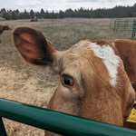 Eric Klinkhammer - @northidahodairy - Instagram