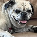 Eric Koch - @swordrosebear - Instagram