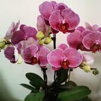 Eric Lam - Facebook