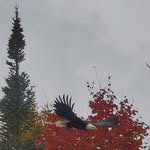 Eric LaRoche - @eric.laroche.906 - Instagram