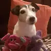 rikounet - @ericlaurens4 - TikTok