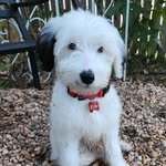 Erik Lenahan - @erik_the_fierce_sheepadoodle - Instagram