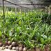 Eric Liew Coconut Farm - Facebook