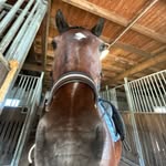 Erik Löfgren - @equi_erik - Instagram