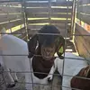 Eric Lowman - @lowmansfunnyfarm - TikTok