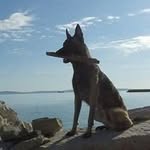 Eric Malinois - @ericmalinois - Instagram