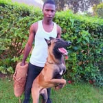 Eric Malinois the dog train - @malinoiseric - Instagram