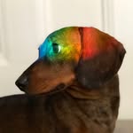 Eric Marshall - @doggiestardust - Instagram