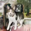 Fil, Wilbur and Friends - @eric.martin028 - TikTok
