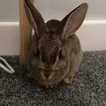 Eric Bunny - @eric_mcculloch0 - Instagram