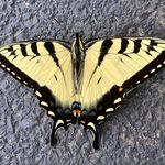 Eric McKee - @ericmckee11 - Instagram