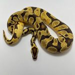 Eric Michaelis - @mountain_lake_reptiles - Instagram