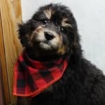 Maverick - @maverick.in.the.mitten - Instagram