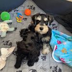 Eric Nagy - @nag.dog - Instagram