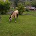 Eric Negron - Facebook