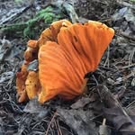 Eric Neylon - @ericneylonforaging - Instagram