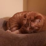 Eric Niemi - @eric_niemi1111 - Instagram