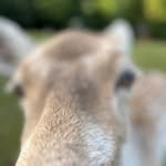 Miquiztli - @eric.nordmann.3 - Instagram