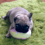 Eric Norwood - @eric_the_pug15 - Instagram