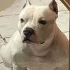 Eric Ocegueda - @bullylife84 - TikTok