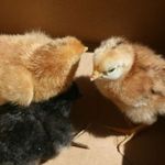 eric odegaard - @all7chickens - Instagram