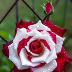 Eric Pani - Facebook