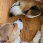 Eric Park - @corgi.daddyy - Instagram