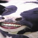 Eric Peel - @same_pic_of_a_cow_everyday - Instagram