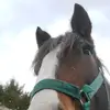 ericalpendley - @ericalpendley123 - TikTok