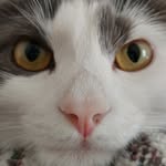 Eric petitpas - @fluffycatchewie - Instagram