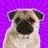 Eric Pug - @ericpug0 - TikTok