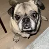 Erik & Pug Moments - @kerk0619 - TikTok