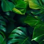 Eric Quan Mwanza - @ericmaua_landscapers - Instagram