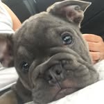 Eric Ralston 🐶 - @eric_the_frenchie_ralston - Instagram