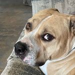 Eric Redmond - @e.dogg.tha.great - Instagram