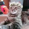 Nela the cat - @ericrinaldi - TikTok