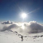 Eric Ringer - @erictreecare - Instagram