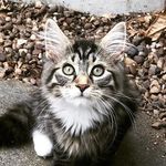 Eric & Ernie Ripley - @fluffy_maine_eric - Instagram
