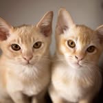 Eric & Rocky - Burmese kittens - @ericrocky5 - Instagram