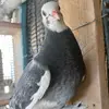 Roller Pigeons - @ericsrollerpigeonloft - TikTok